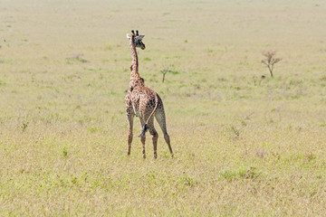 Naklejka na ściany i meble Young Giraffe (Giraffa camelopardalis) stands in savanna. Serengeti National Park, Great Rift Valley, Tanzania, Africa 