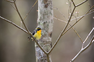 Naklejka premium キビタキ,スズメ目,ヒタキ科,ヒタキ亜科