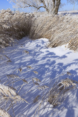 frost on a dry grass