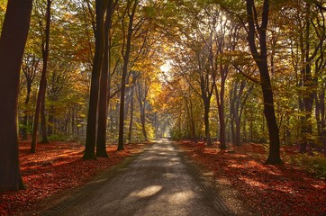 Sunrays of light in autumn forest with path and trees with colourful leaves.