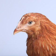 pair of chickens