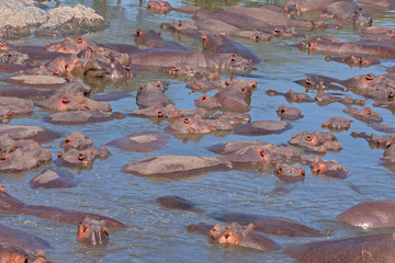 Numerous Hippopotamuses (Hippopotamus amphibius) bathe in river. Serengeti National Park, Great Rift Valley, Tanzania, Africa. 