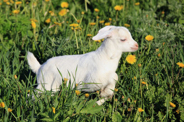 Obraz premium goatling on a meadow