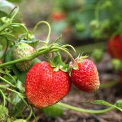 strawberry