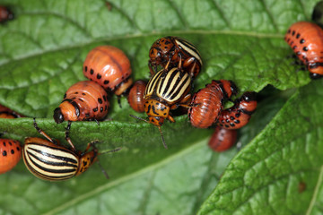 invasion of Colorado potato beetle - 129437779