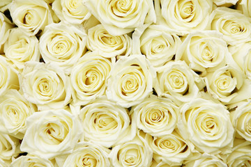 White roses background