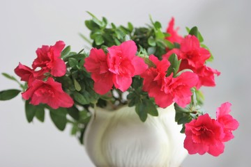 цветущая ярко-розовая азалия в вазе 