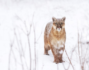 Fototapeta premium Puma w lesie, wygląd Mountain Lion, samotny kot na śniegu. oczy drapieżnika