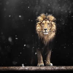 Winter Portrait of a Beautiful lion, lion and snow