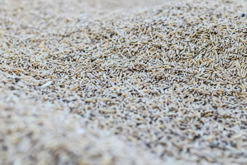Wheat grains