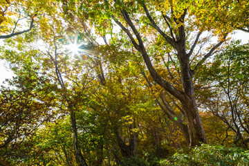 Colorful autumn leaves colors in the forest with sunshine