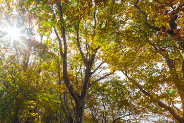 Fototapeta premium Colorful autumn leaves colors in the forest with sunshine