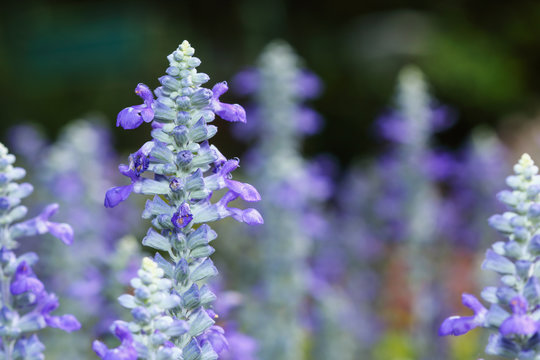 Lavender  background close up in garden