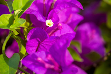 close up Bougaville flower