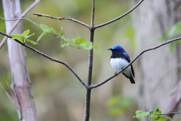 Naklejka premium オオルリ,スズメ目,ヒタキ科,オオルリ属