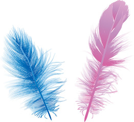 Obraz premium two blue and pink feathers isolated on white