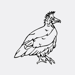 Hand-drawn pencil graphics, vulture, eagle, osprey, falcon, hawk, neophron. 