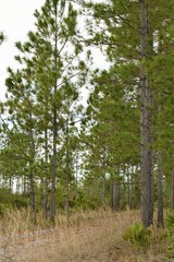 Pathway into the Seminole State Forest in Florida.