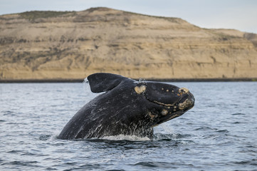 Naklejka premium Right whale, Patagonia, Argentina
