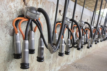 Cow milking facility and mechanized milking equipment in farm