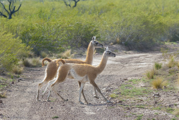 Guanacos , La Pampa , Argentina
