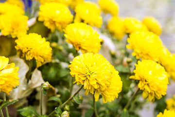 Soft blurred of Chrysanthemums flowers for background