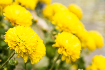 Soft blurred of Chrysanthemums flowers for background