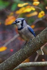 Blue Jay Perching