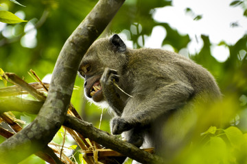 Fototapeta premium MAURITIUS wildlife - Macaque monkey (macaca fascicularis) in forest