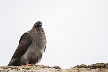 Funny Pigeon