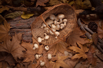 Mushrooms in the basket into the woods. Inverted basket with falling down champignons on the yellow leaves.