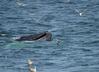 Humpback Whale bubble net feeding in North Atlantic Ocean