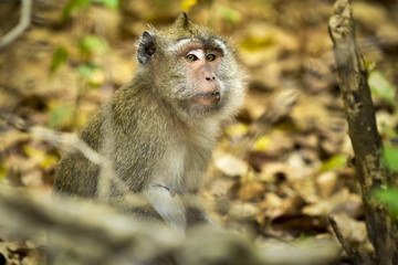 MAURITIUS wildlife - Macaque monkey (macaca fascicularis) in forest