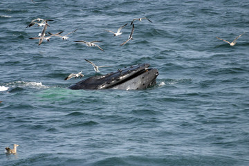 Fototapeta premium Humpback Whale bubble net feeding in North Atlantic Ocean