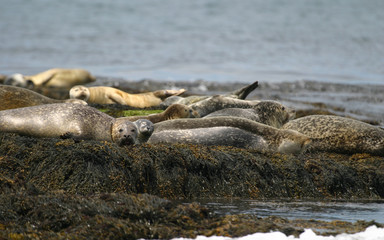 Seals hauled out on beaches in the Atlantic Ocean