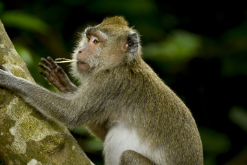 MAURITIUS wildlife - Macaque monkey (macaca fascicularis) in forest