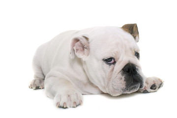 Fototapeta premium puppy english bulldog