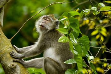 MAURITIUS wildlife - Macaque monkey (macaca fascicularis) in forest