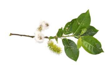 Pussy willow plant with seeds © hhelene