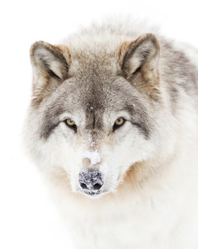 Fototapeta Timber wolf or Grey Wolf (Canis lupus) portrait isolated on white background walking in the winter snow in Canada