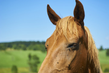 Close up of brown horse head tortured by flies in summer. Blue sky background

