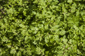 Fototapeta na wymiar Close-up photo on herbs growing in the garden used for dishes