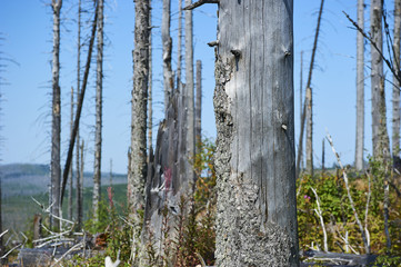 Fototapeta premium Forest dieback by bark beetle infestations and Kyrill storm, Bavarian Forest - Sumava National Park border. Dead trees. Germany - Czech Republic