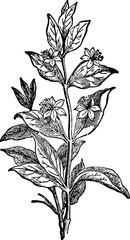 Vintage image myrtle