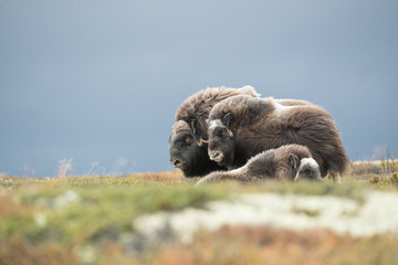 Musk Ox Group