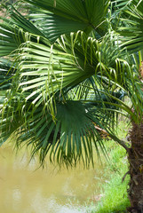 Obraz na płótnie Canvas Palm Leaves - rain forest plants - vegetation of tropical forest