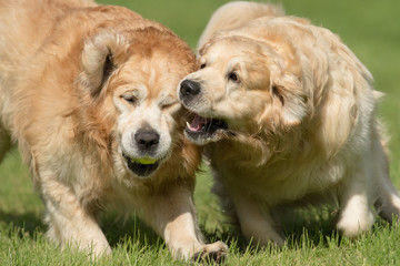 Golden Retrievers Playing