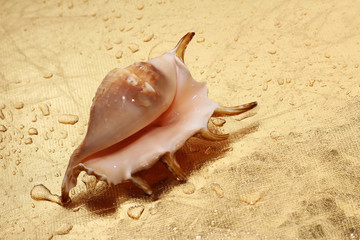 seashell under water