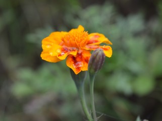 Yellow-red flower hollyhock