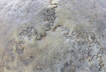 Macro background with human skull